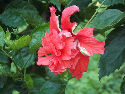 red, hibiscus, flower, tropical, garden, spa, leaves