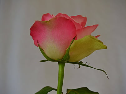 bunga, mawar, naik, Pink rose, alam, tanaman, mekar