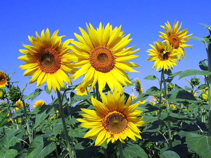 sunflowers, sunflower, yellow, petal, petals, flower, gardening