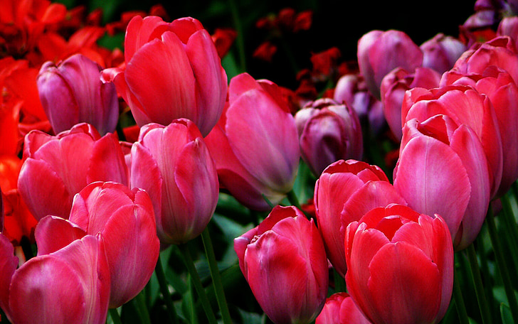 tulips, tulip fields, spring, flower, nature, tulip, sharpness game