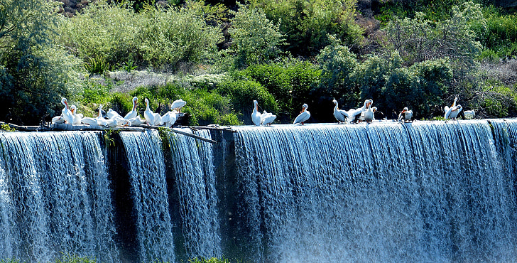 pelicans, animals, birds, waterfall