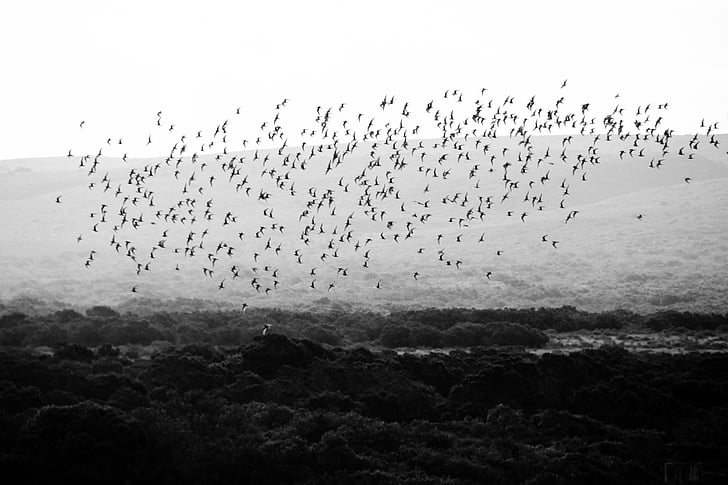 kuş, kuşlar, Kuşlar sürüsü, hayvan, hayvanlar, yaban hayatı, doğa