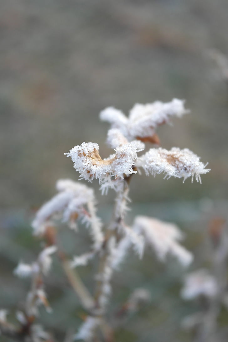 icing, frost, detail, macro, cold, white, plant
