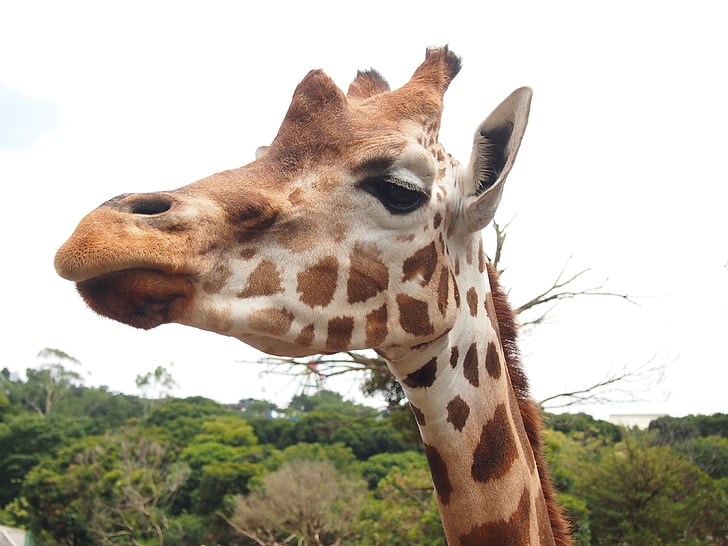 giraffe, zoo, animal