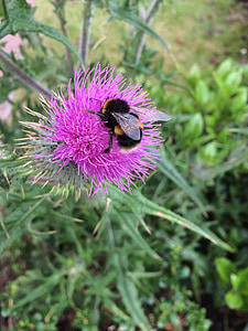 thistle, bee, nature, flower, plant, green, purple