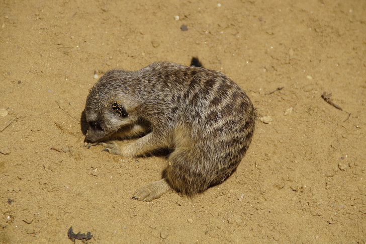 meerkat, dig, sand, sandy, rooting, rodent, nager