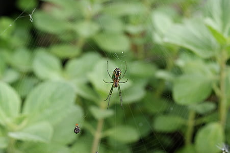 natura, în, The, câmp, India, Columbia, păianjen