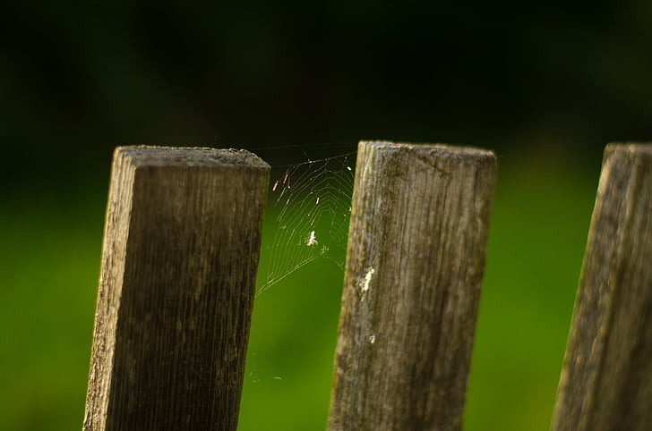 fence, web, spider, macro, insect, autumn, garden