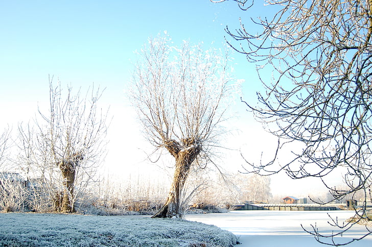 zimné, sneh, mrazivé, stromy, za studena, zasnežené