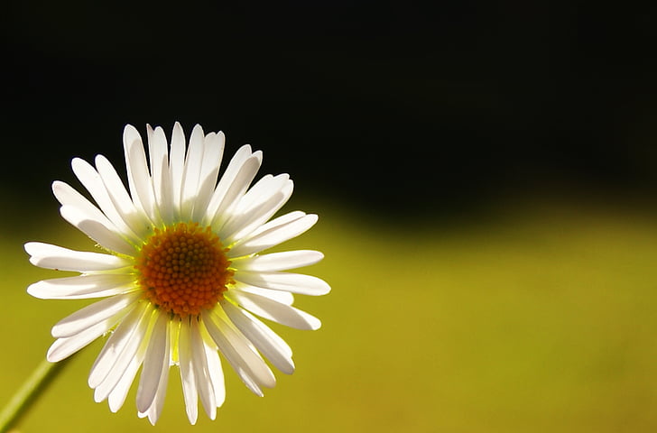 Daisy, svetlo, tyčinka, makro, svetlo a tieň, kvet, lístkov