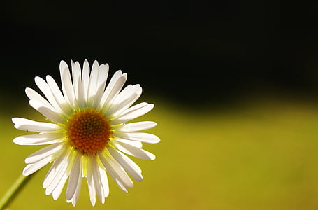 Daisy, światło, pręcik, makro, światło i cień, kwiat, płatki