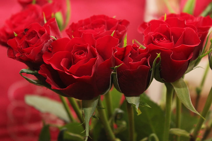 cvetje, ljubezen, rdeča, vrtnice, Valentinovo