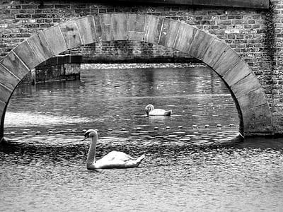 canal, pato, fonte fonte fonte animal fonte, preto e branco, Rio, água, ponte - cara feita estrutura