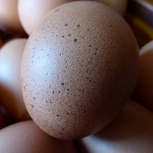olu, vistu olas, pārtika, uzturs, vistas produktu, trausls, proteīns