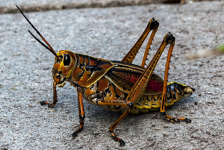 grasshopper, insect, animal world, animals, nature, exotic, insects