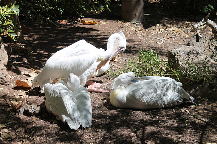 pelicanos, aves, Branco, linda, bicos grandes, pássaro