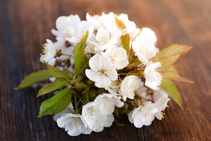 körsbärsblommor, Cherry blossom, blommor, vit, våren, naturen, trä