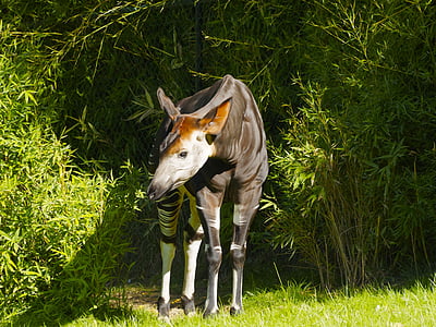 Okapi, Okapia, mondonga, mammifères, ruminants, sauvage, animal sauvage