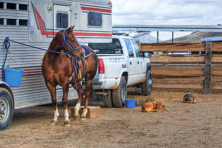 hest, hunden, dyr, lastebil, vestlige, trailer, land
