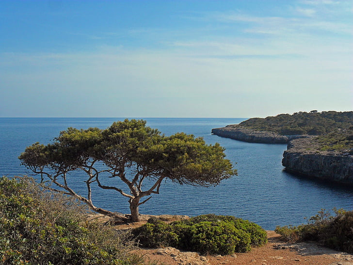 Mallorca, Wybrzeże, morze, drzewo