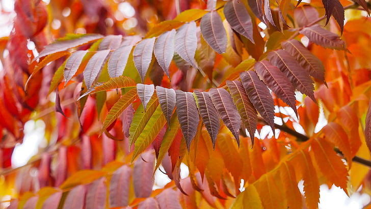 Sumach-Blätter, Hirschhorn, Rote Blätter, fallen, Blätter im Herbst, rotes Blatt, Herbst Blatt