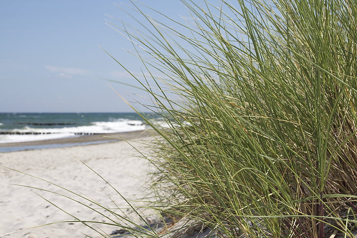 beach, nature, baltic sea, bank, grass