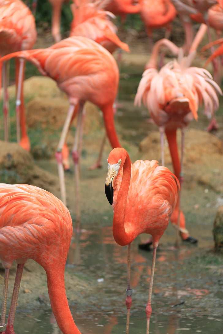 Flamingo, putni, muša, spārni, spalva, savvaļas dzīvnieki, knābis