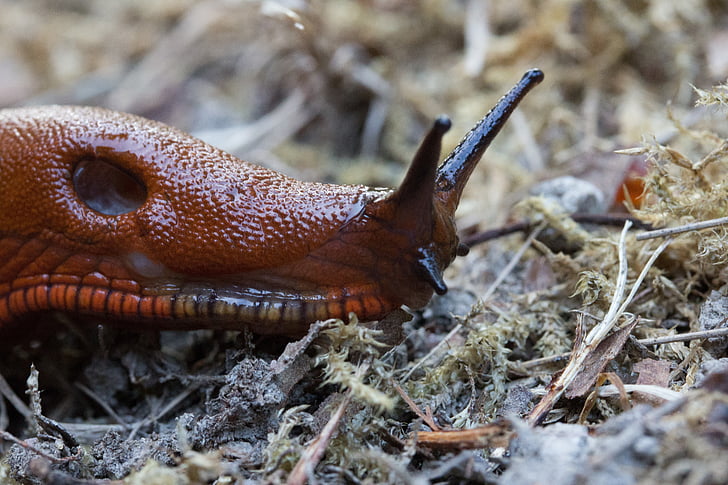 slug, snail, reptile, animal, probe, red brown, slimy