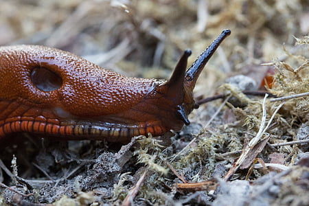 Slug, lumaca, rettile, animale, sonda, rosso marrone, viscido