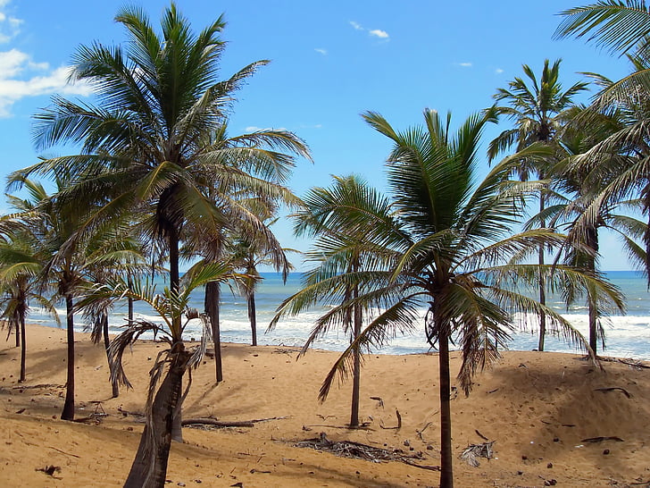 bois du Brésil, Costa--sauípe, rive, cocoteraie, dunes, végétation, arbres de noix de coco