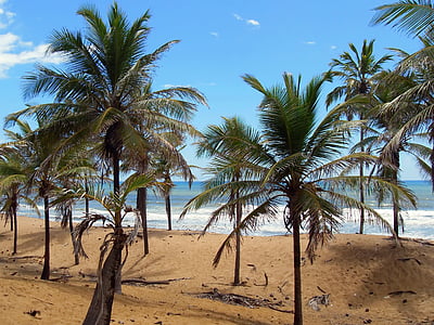 brazilwood, Costa--sauípe, kysten, cocoteraie, sanddynene, vegetasjon, kokos trær