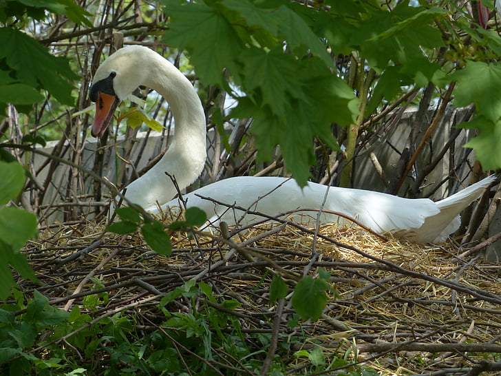 Swan, rasa, cuib, Swan's nest, animale