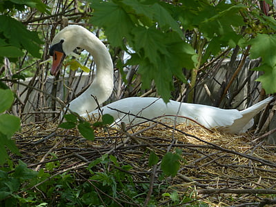 swan, breed, nest, swan's nest, animal