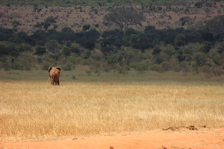 Tsavo, Kenija, slon, Safari, priroda, životinja, Safari životinja