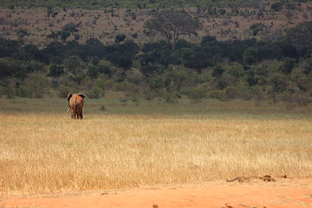 Tsavo, Kenia, olifant, Safari, natuur, dier, Safari dieren