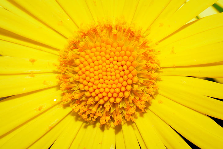 blomst, gul, pistil, pollenbærere