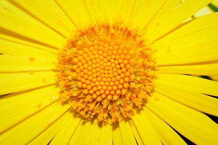 flor, amarelo, pilão, estames