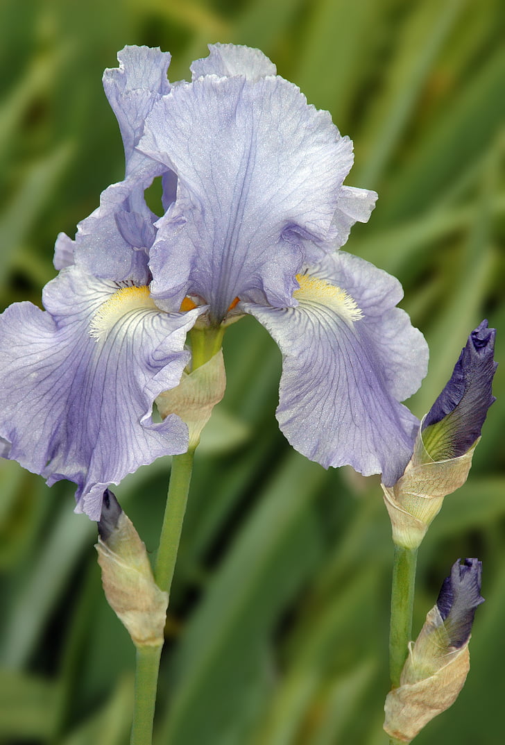 Iris, kukka, Puutarha, violetti, makro, kasvi, Luonto