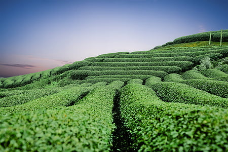 moc chau tea hills, moc chau tea doi, the hill tea, moc chau, moc chau son la, agriculture, field