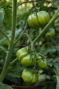 cà chua, thực vật, khỏe mạnh, thực phẩm, màu xanh lá cây, Sân vườn, còn xanh