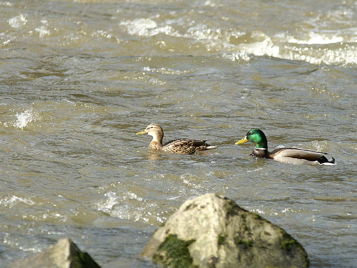nature, water, river, ducks, pair of ducks