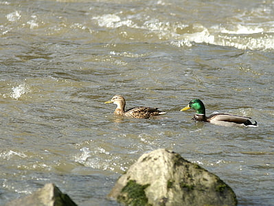 nature, water, river, ducks, pair of ducks