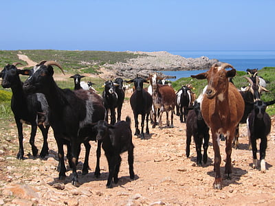 chèvres, troupeau, animaux, nature, digne de confiance, Karg, sol en pierre