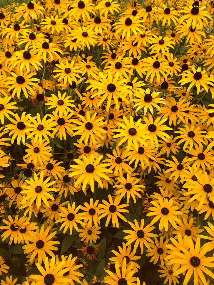 Рудбекия, цвете лятото, жълто, цвете, цветя, светъл, шапка за слънце