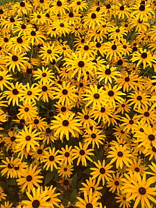 Rudbeckia, Kesäkukka, keltainen, kukka, kukat, kirkas, aurinkohattu