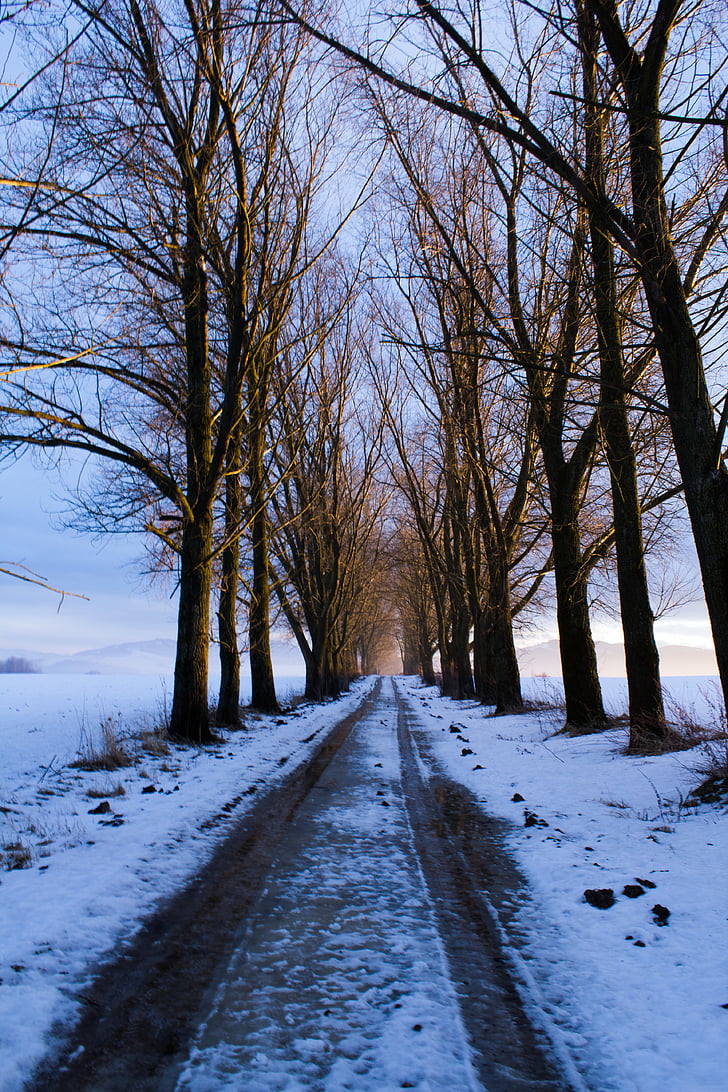 path, trees, snow, winter, slovakia, nature, country