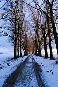elérési út, fák, hó, téli, Szlovákia, természet, ország