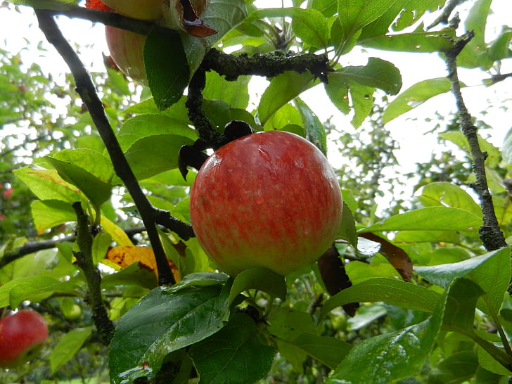 Jabłko, owoce, drzewo, Manzano