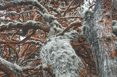 chi nhánh, Thiên nhiên, cây, mùa đông, rừng, tuyết, Frost