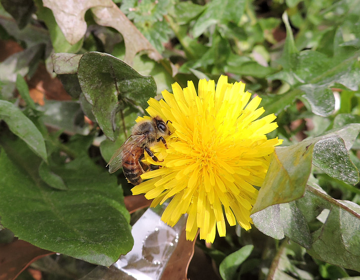 蜜蜂, 蒲公英, 授粉, 春天, 黄色, 花粉, 杂草